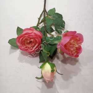 IMG_20200305_090540-1536x2048