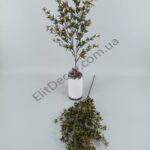 7745-2-1536x2048