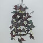 IMG_20211006_133802-1536x2048